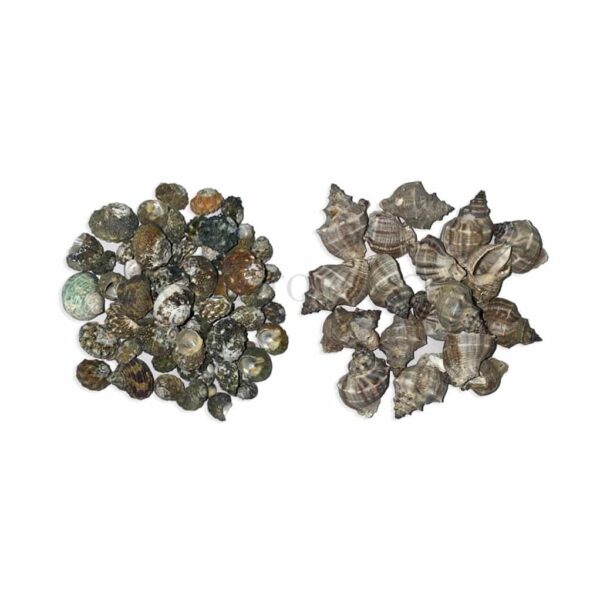 Seashells 100 gram