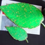 Leaf Mold Tray-coaster1 – Resintools.co